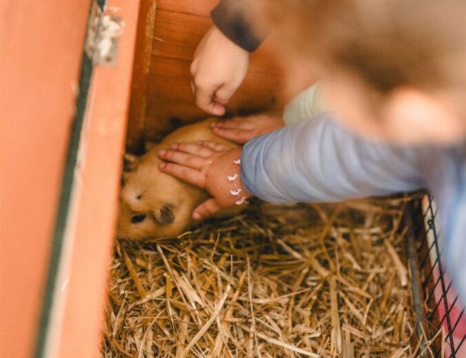 Heyo vakantiekampen De Boerderij