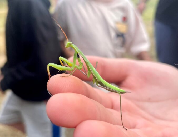 Reptischool Insectarium